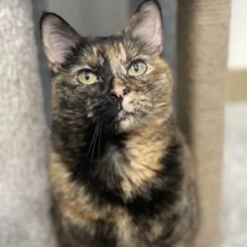 Peanut, our hospital cat