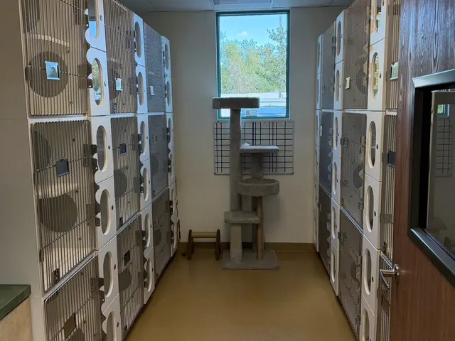 Cat boarding room with rows of white cat condos and a climbing tree by the window
