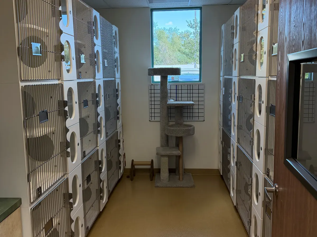 Cat boarding room with rows of white cat condos and a climbing tree by the window