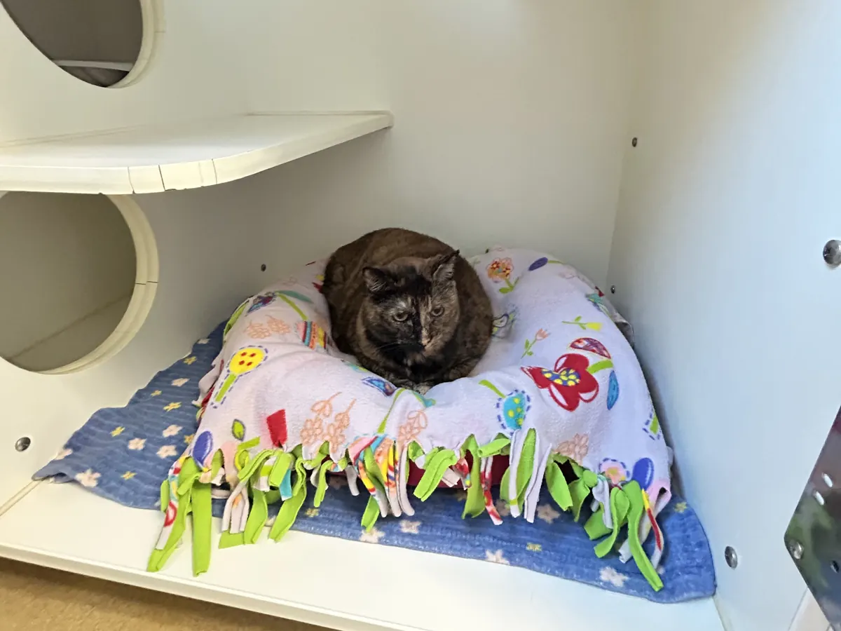 A cat resting on a soft bed inside a roomy cat condo