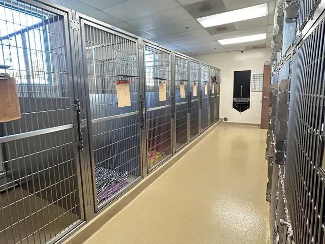 Row of bright dog boarding runs with soft bedding