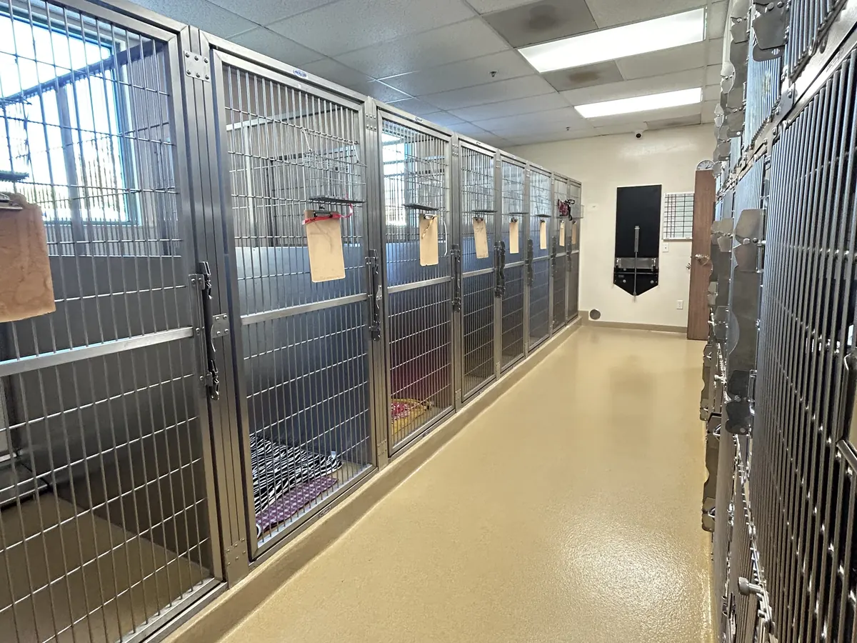Row of bright dog boarding runs with soft bedding