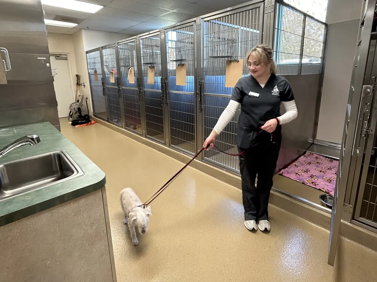 A team member walking a small white dog past the boarding runs