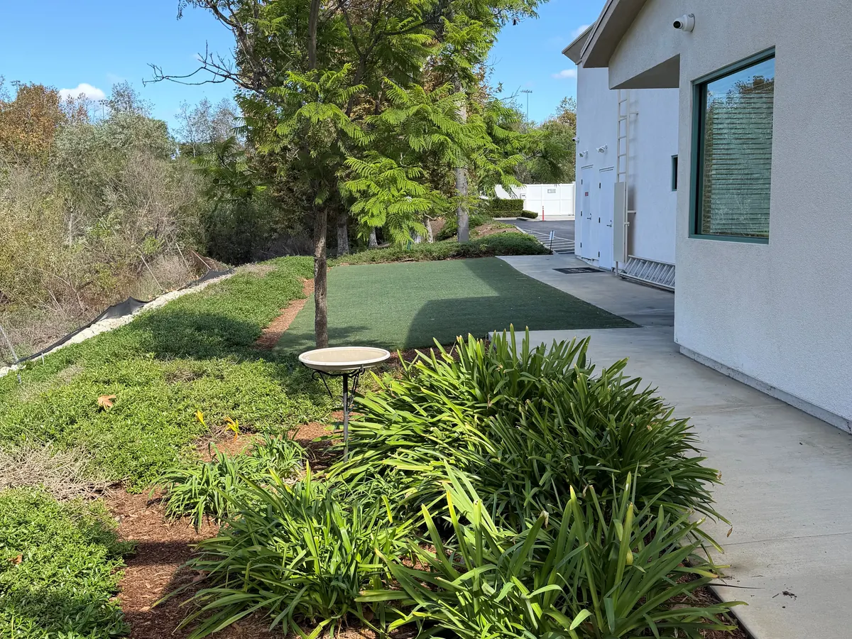 Landscaped outdoor path and lawn with a shade tree